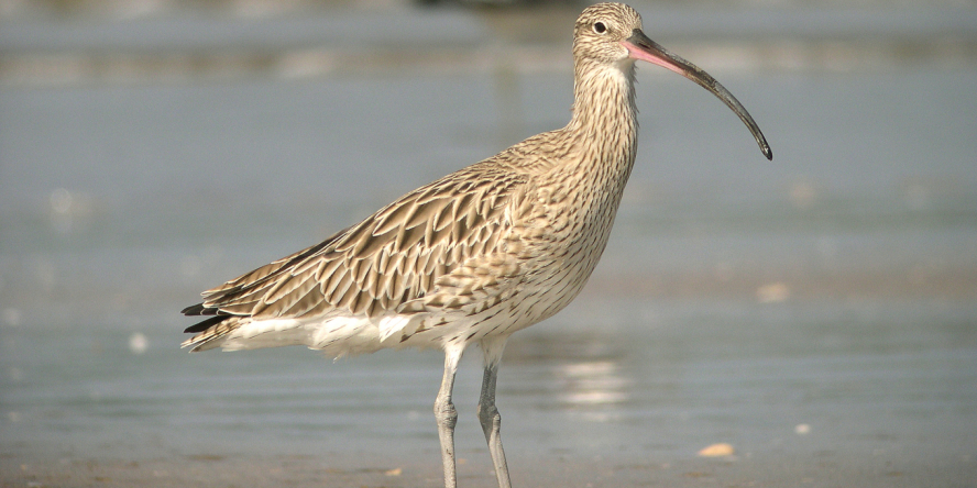 Courlis cendré de profil dans pattes dans l'eau